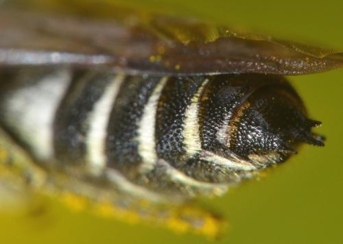 Coelioxys sp.